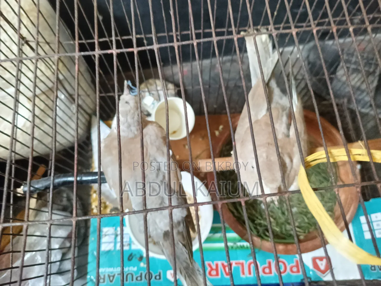 A pair of dove birds for sale