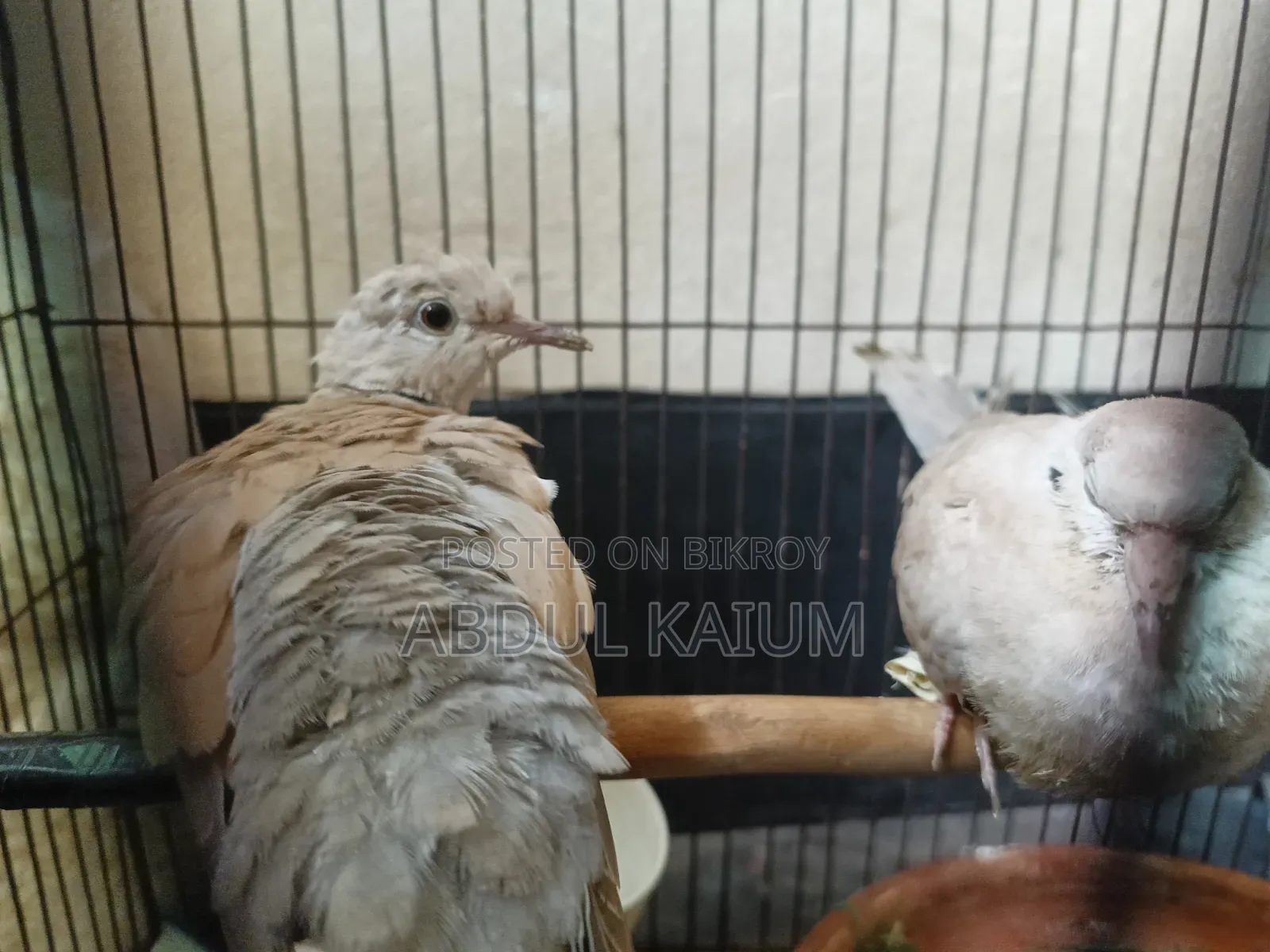 A pair of dove birds for sale