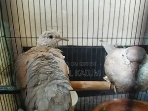 A pair of dove birds for sale