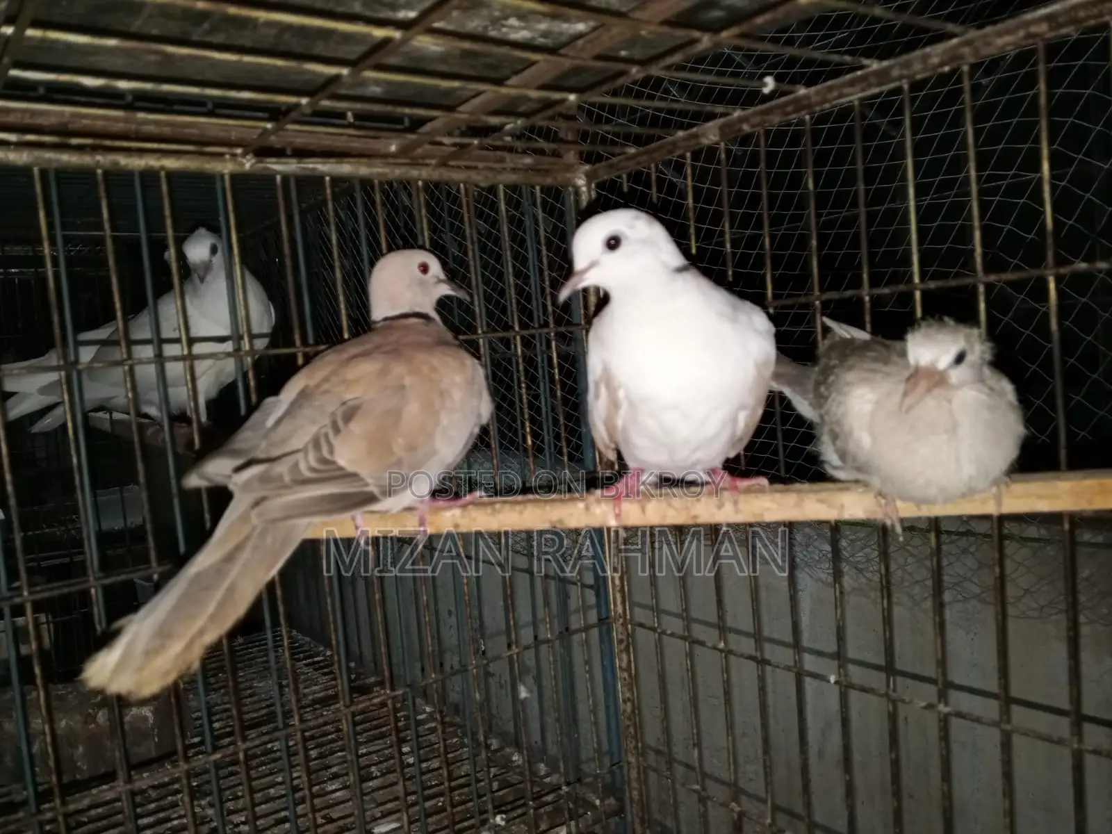২ জোড়া রানিং অস্ট্রেলিয়ান ঘুঘু পাখি