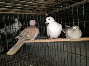 ২ জোড়া রানিং অস্ট্রেলিয়ান ঘুঘু পাখি