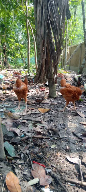 Gola Chila Chicken for Sale