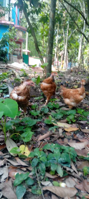 Gola Chila Chicken for Sale