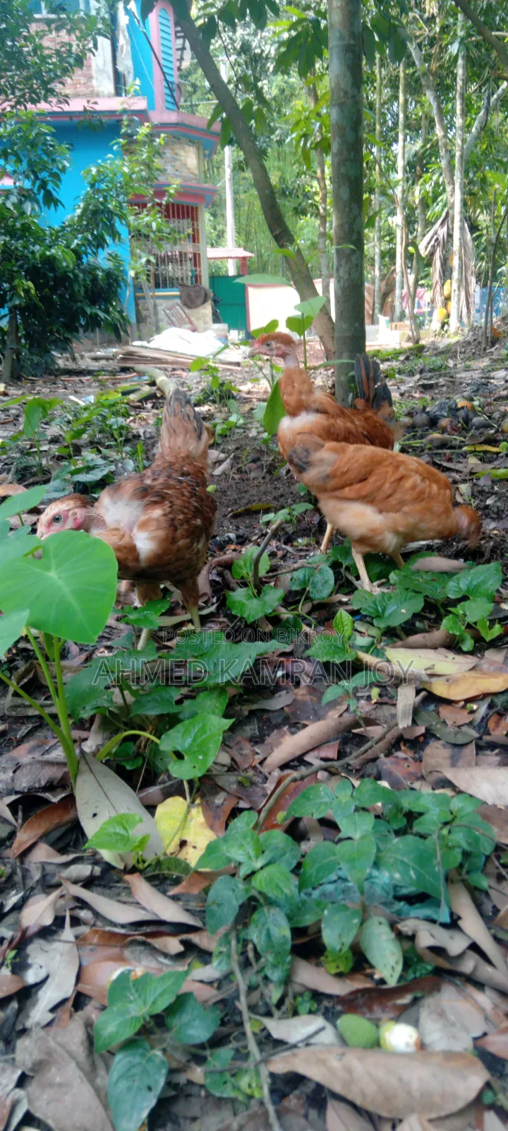 Gola Chila Chicken for Sale