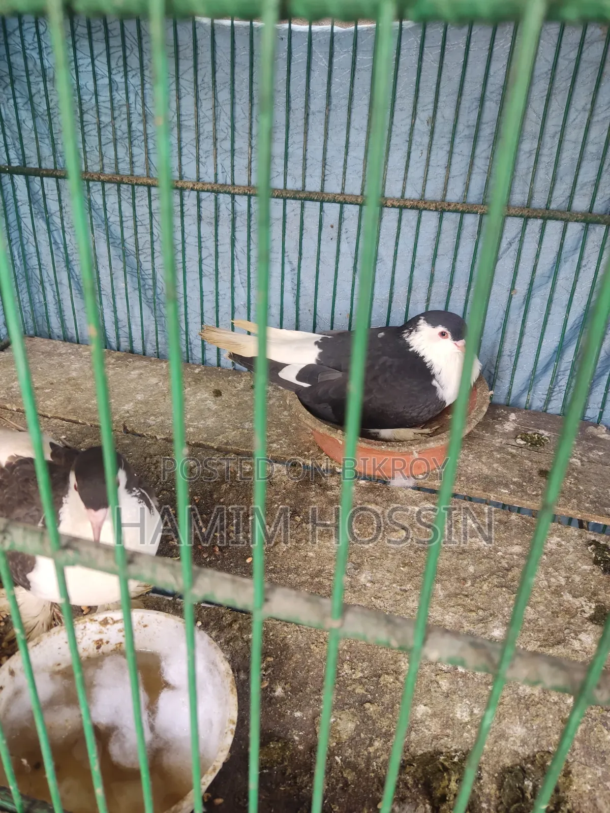 1 Pair of Running Siraji Pigeons with Eggs