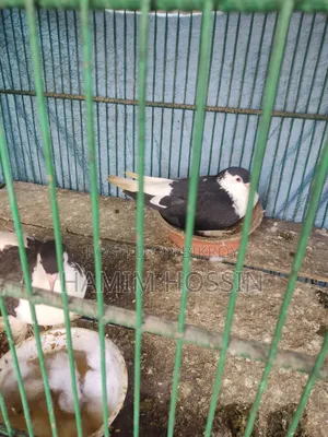 1 Pair of Running Siraji Pigeons with Eggs