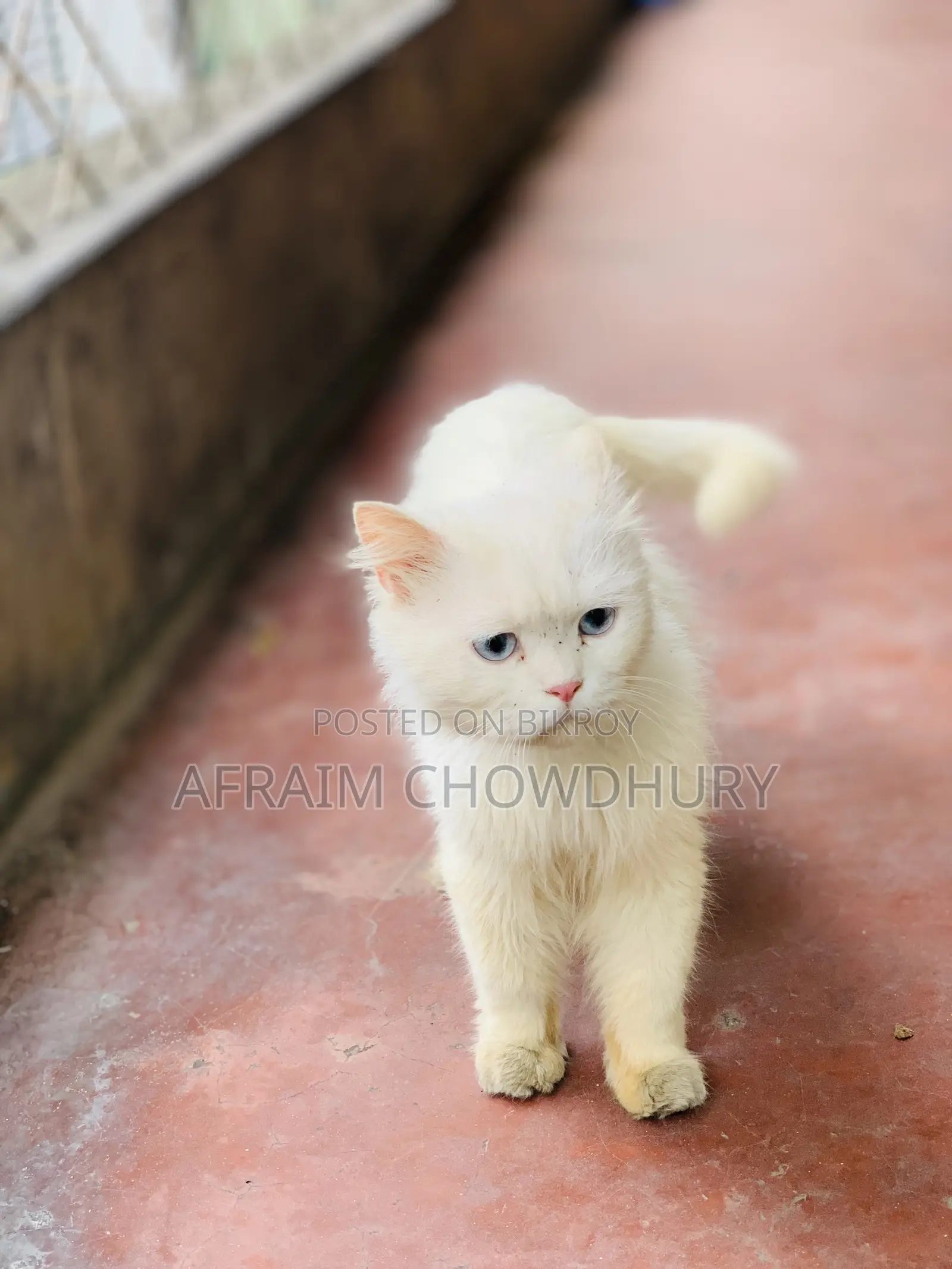 1+ Year Male Purebred Persian