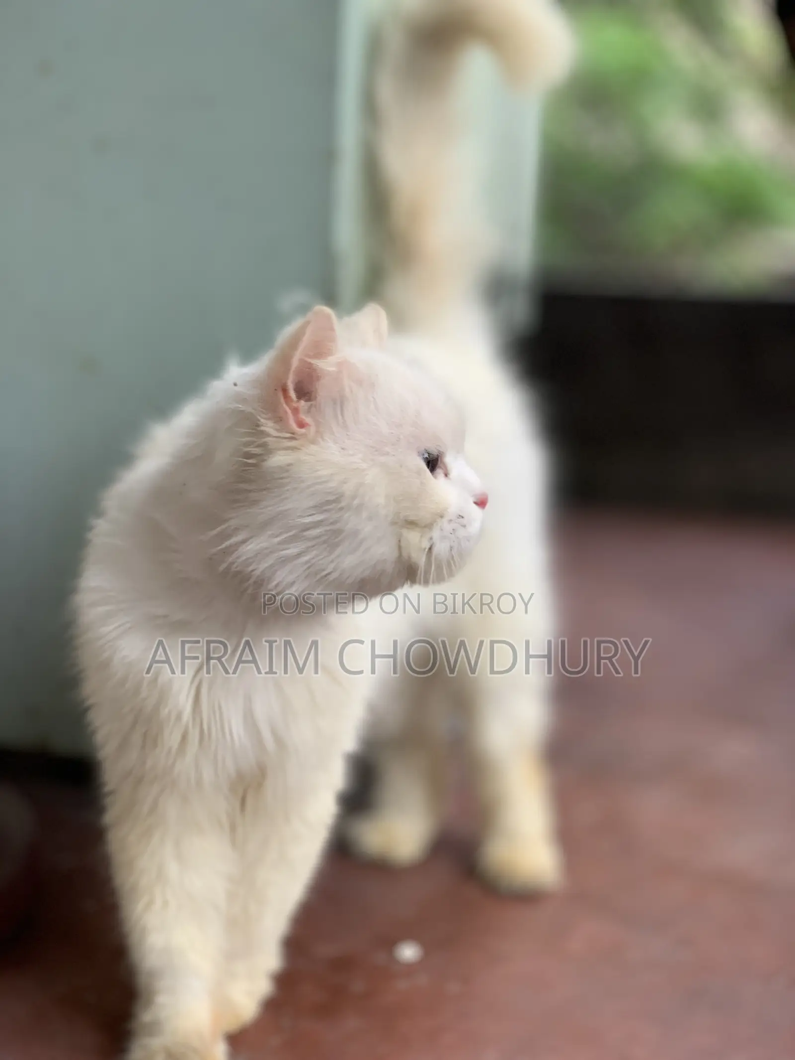 1+ Year Male Purebred Persian