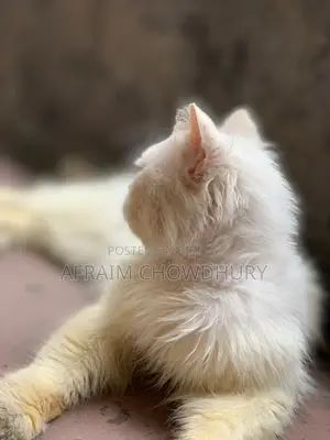 1+ Year Male Purebred Persian