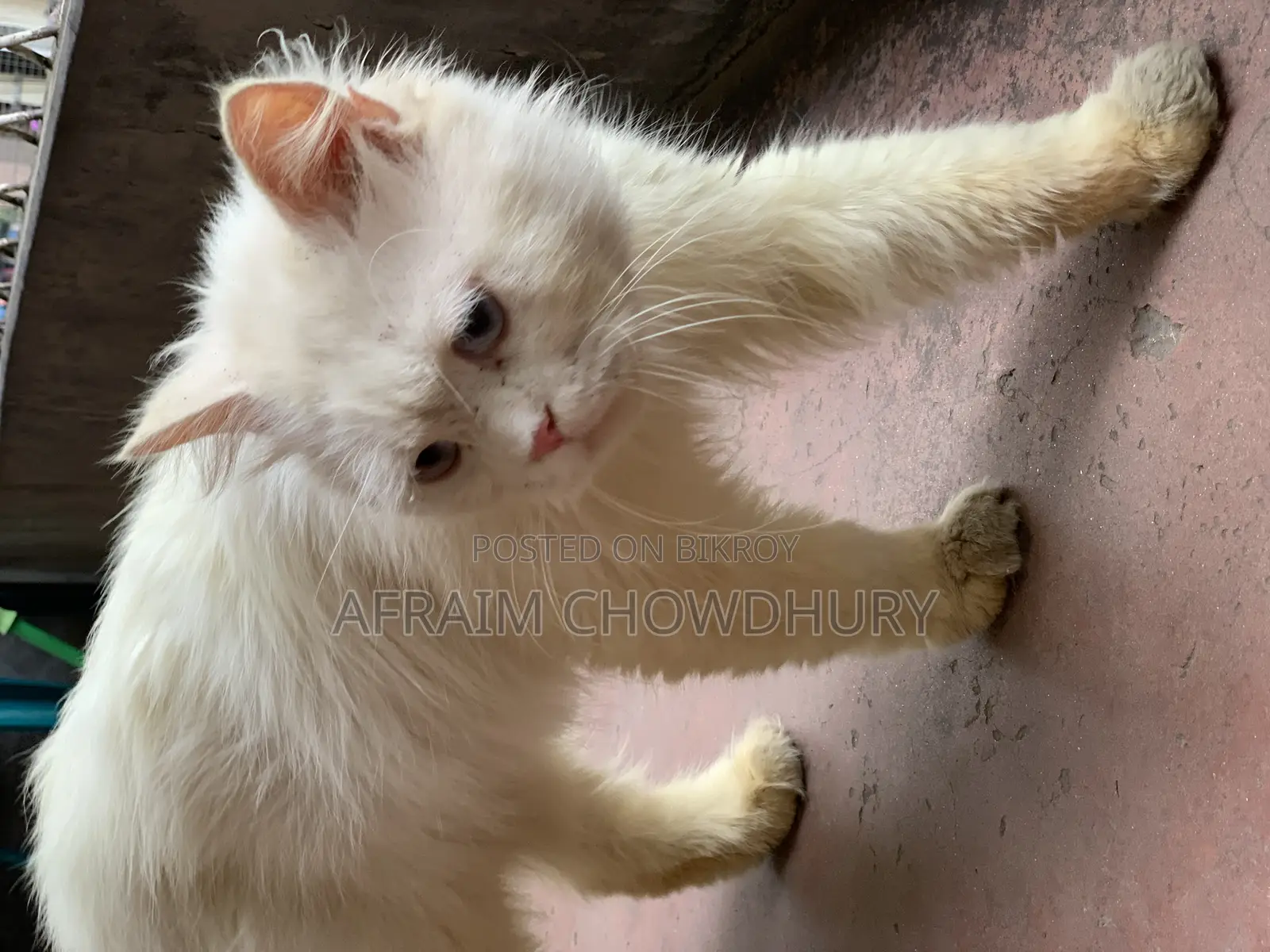 1+ Year Male Purebred Persian