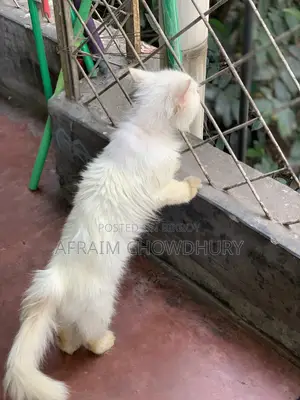 1+ Year Male Purebred Persian