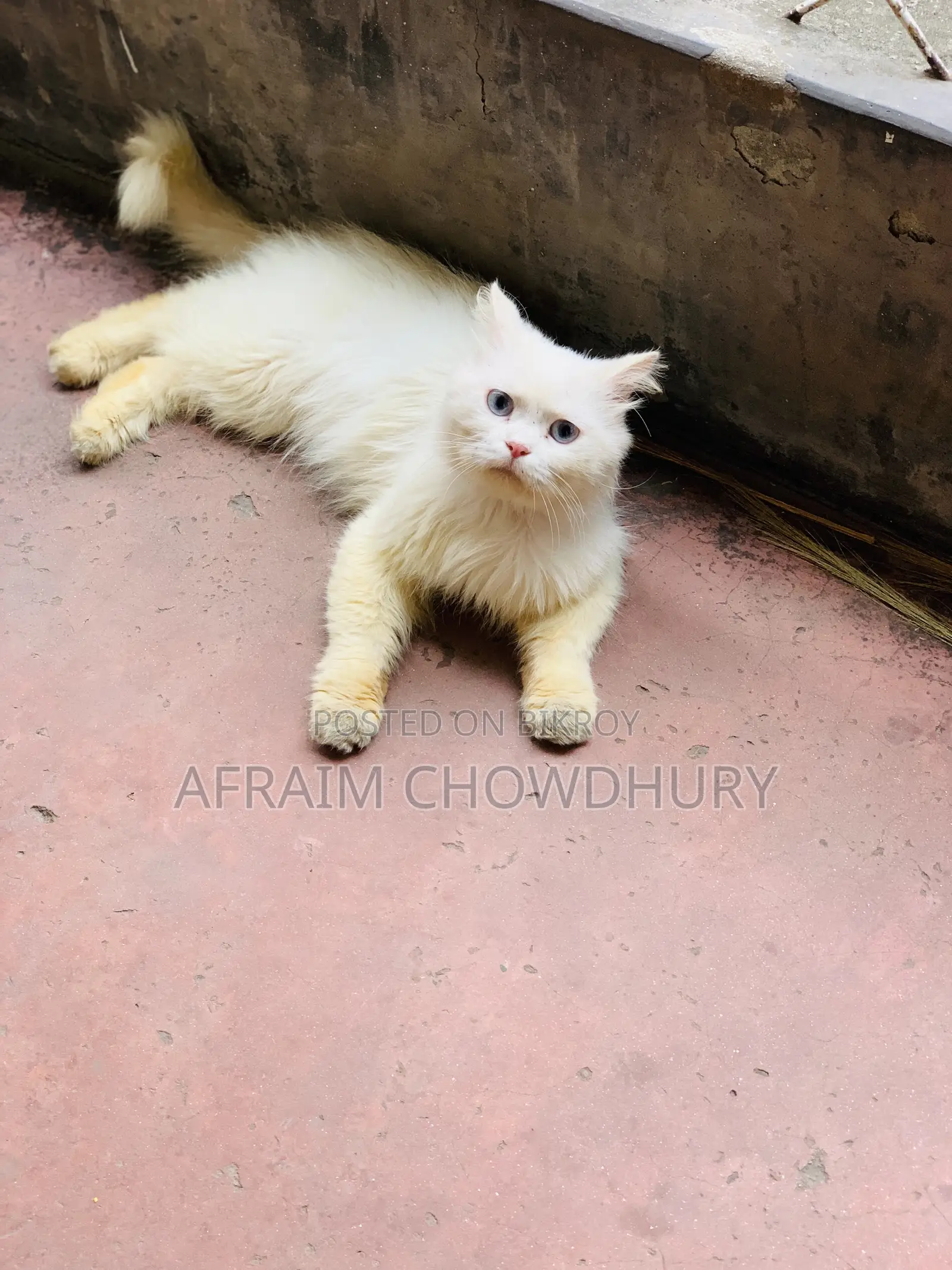 1+ Year Male Purebred Persian