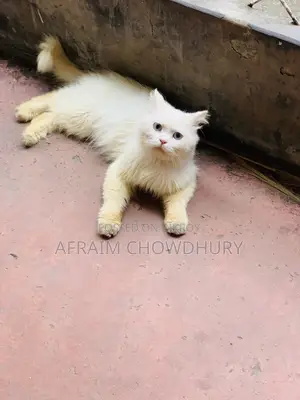 1+ Year Male Purebred Persian