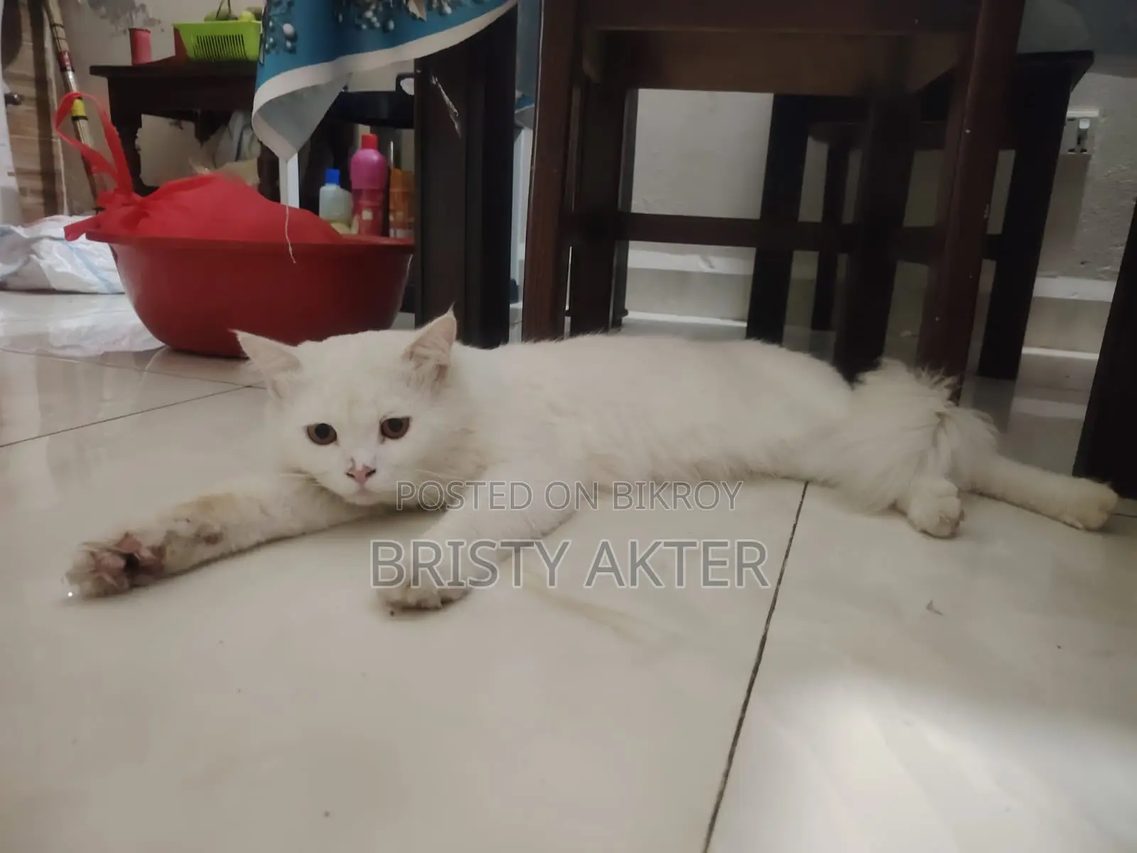 6-12 Months Male Purebred Persian
