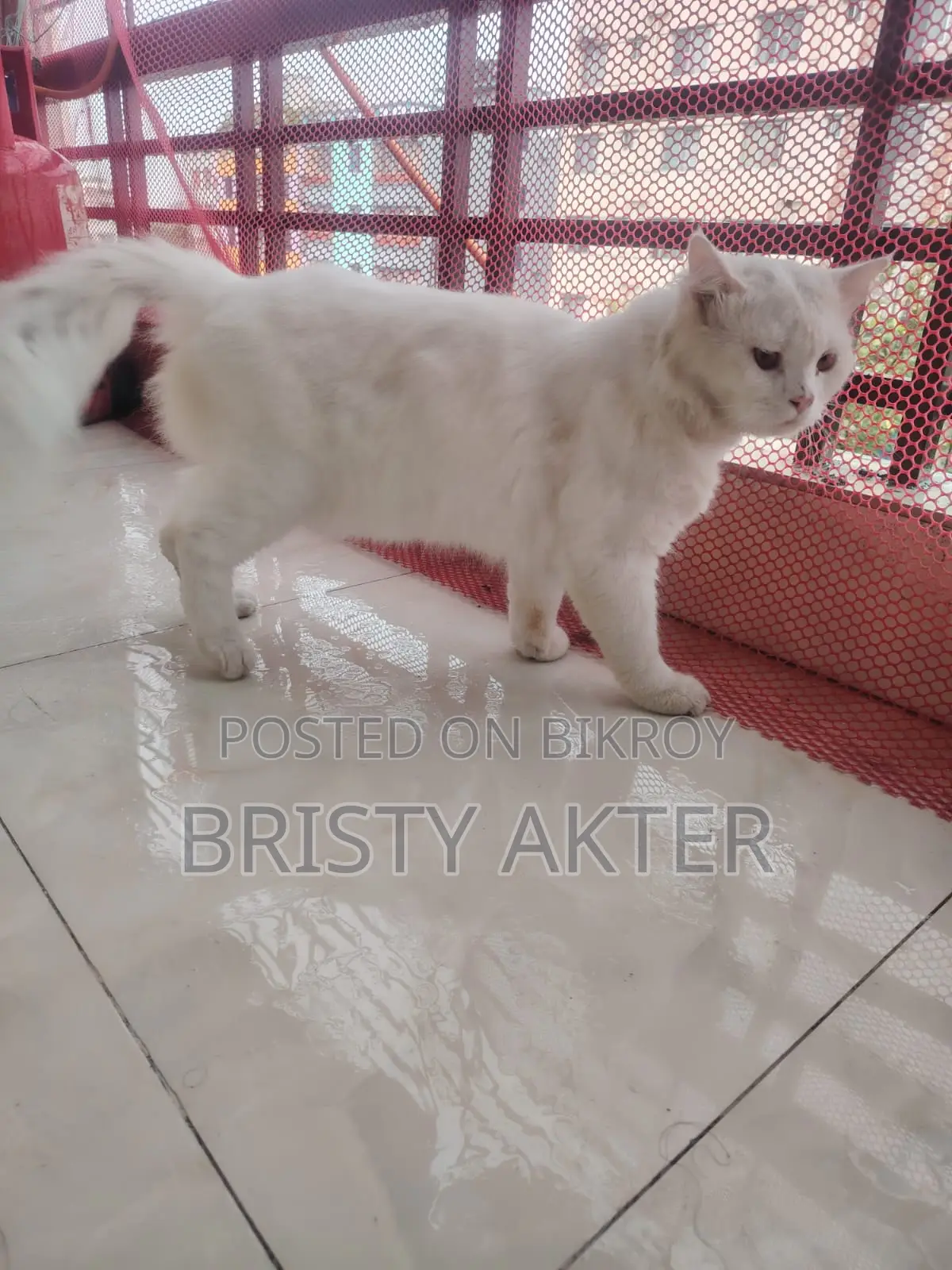 6-12 Months Male Purebred Persian