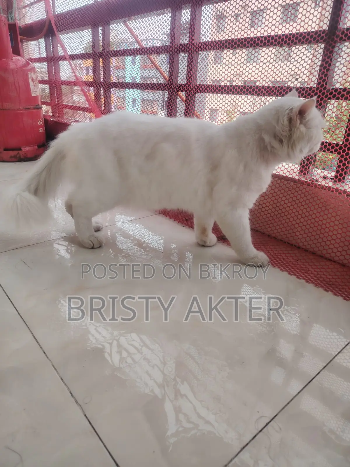 6-12 Months Male Purebred Persian