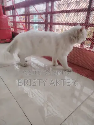 6-12 Months Male Purebred Persian