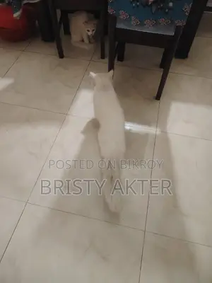 6-12 Months Male Purebred Persian