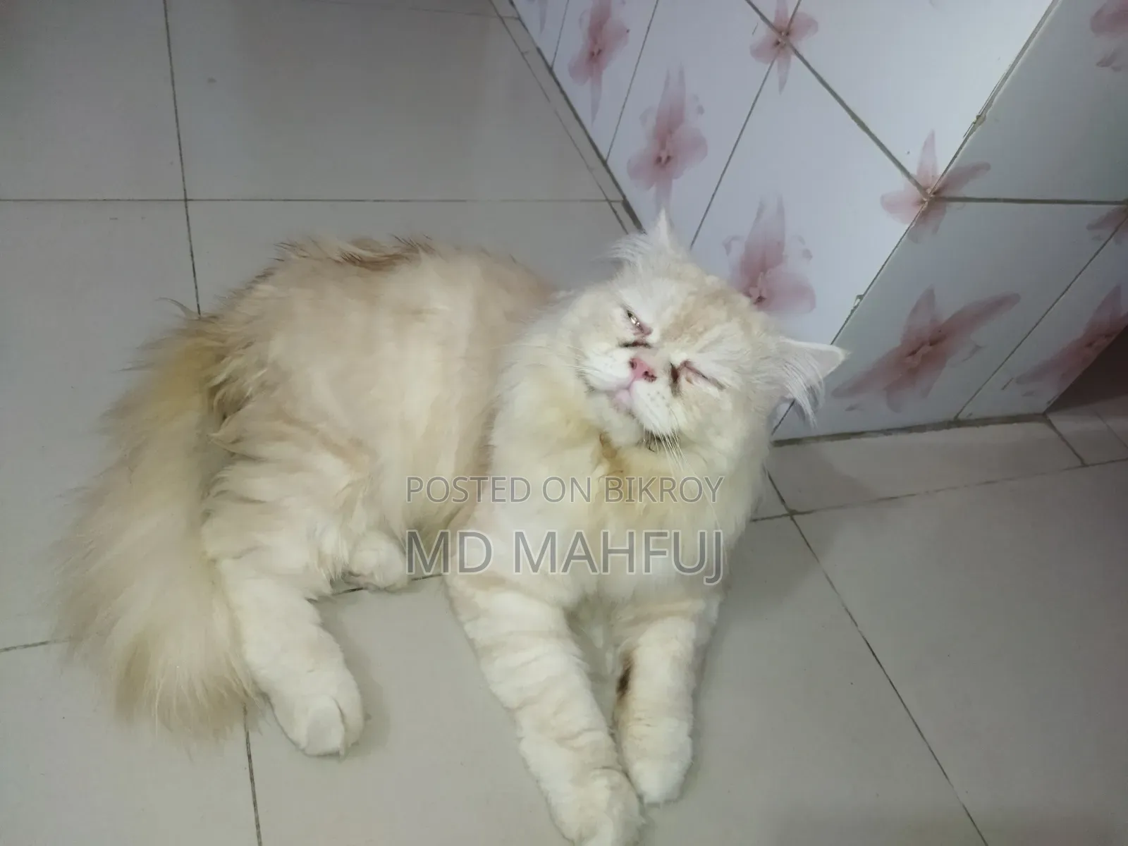 ১+ বছর বয়সী পুরুষ মিক্সড ব্রিড পার্সিয়ান