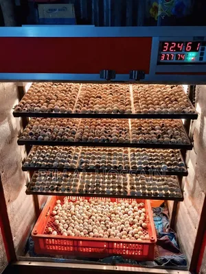 Incubator for Sale