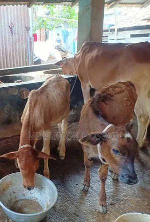 দুটো বকনা বাছুর বিক্রি হবে