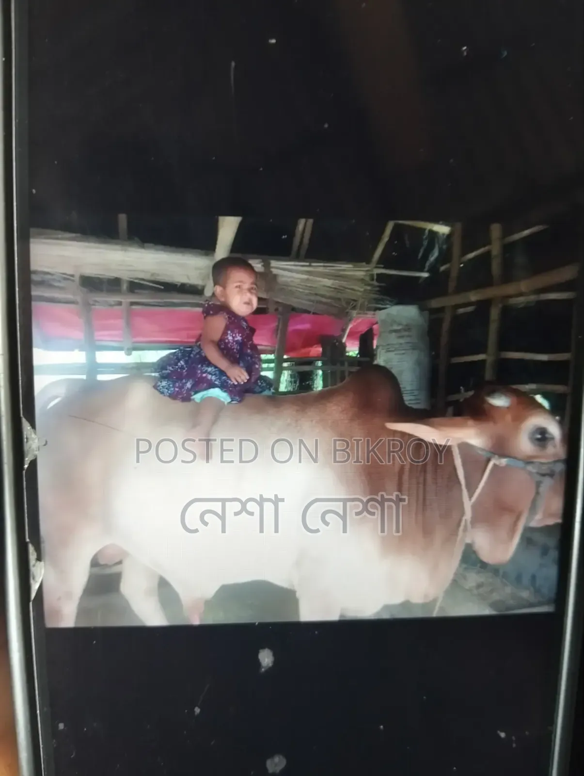 একটি কোরবানির গরু বিক্রি হবে।