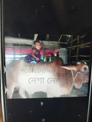 A sacrificial cow is for sale.