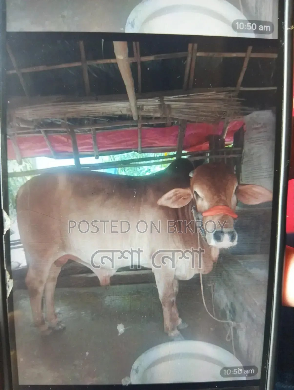 একটি কোরবানির গরু বিক্রি হবে।