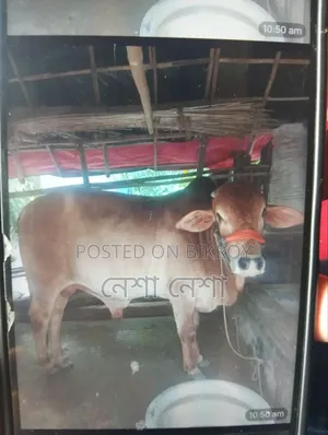 একটি কোরবানির গরু বিক্রি হবে।