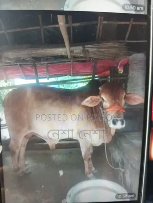 একটি কোরবানির গরু বিক্রি হবে।