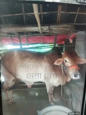 একটি কোরবানির গরু বিক্রি হবে।