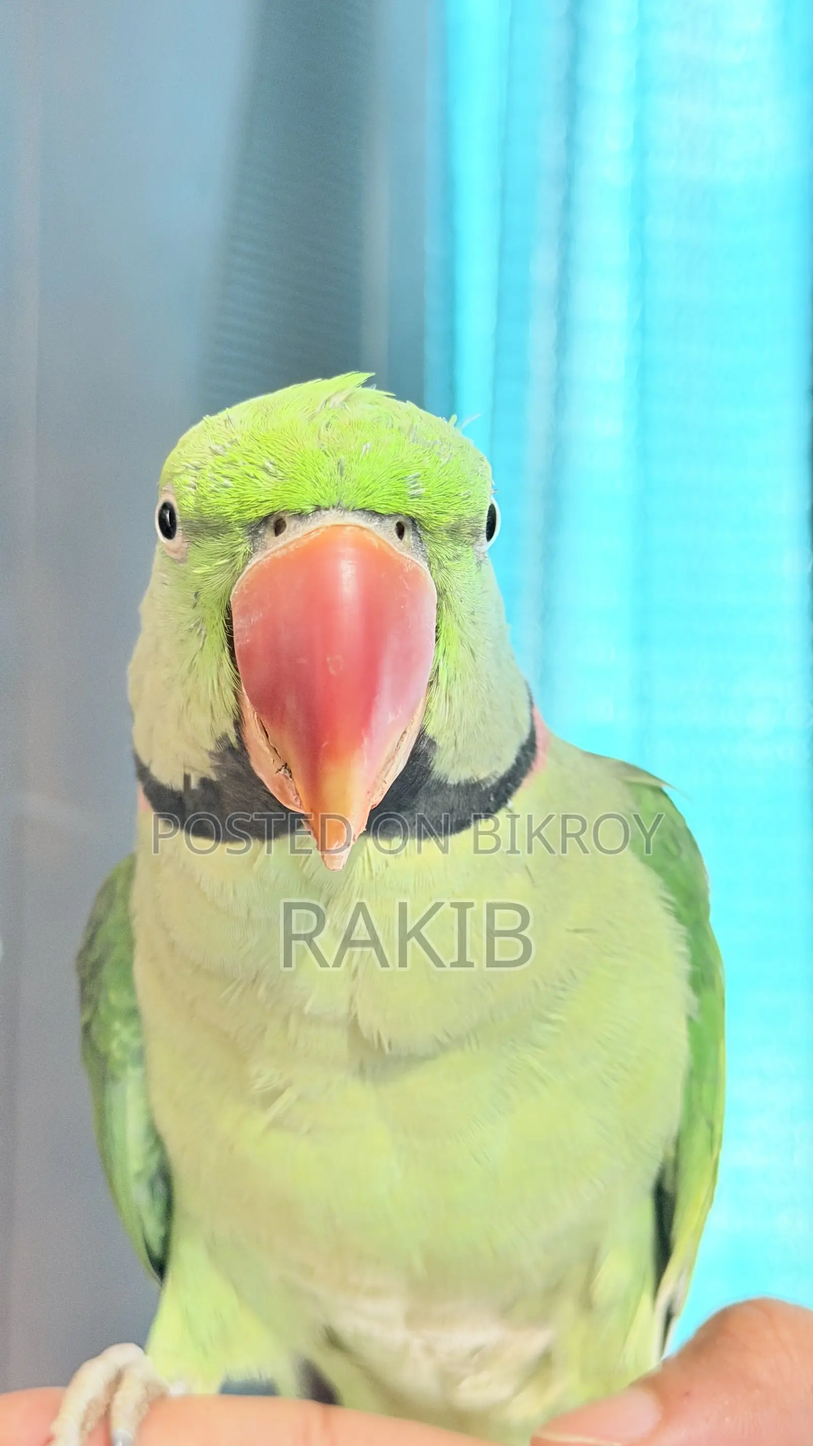 ফুল টেম বিগ সাইজ চন্দনা টিয়া
