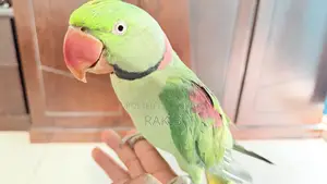ফুল টেম বিগ সাইজ চন্দনা টিয়া