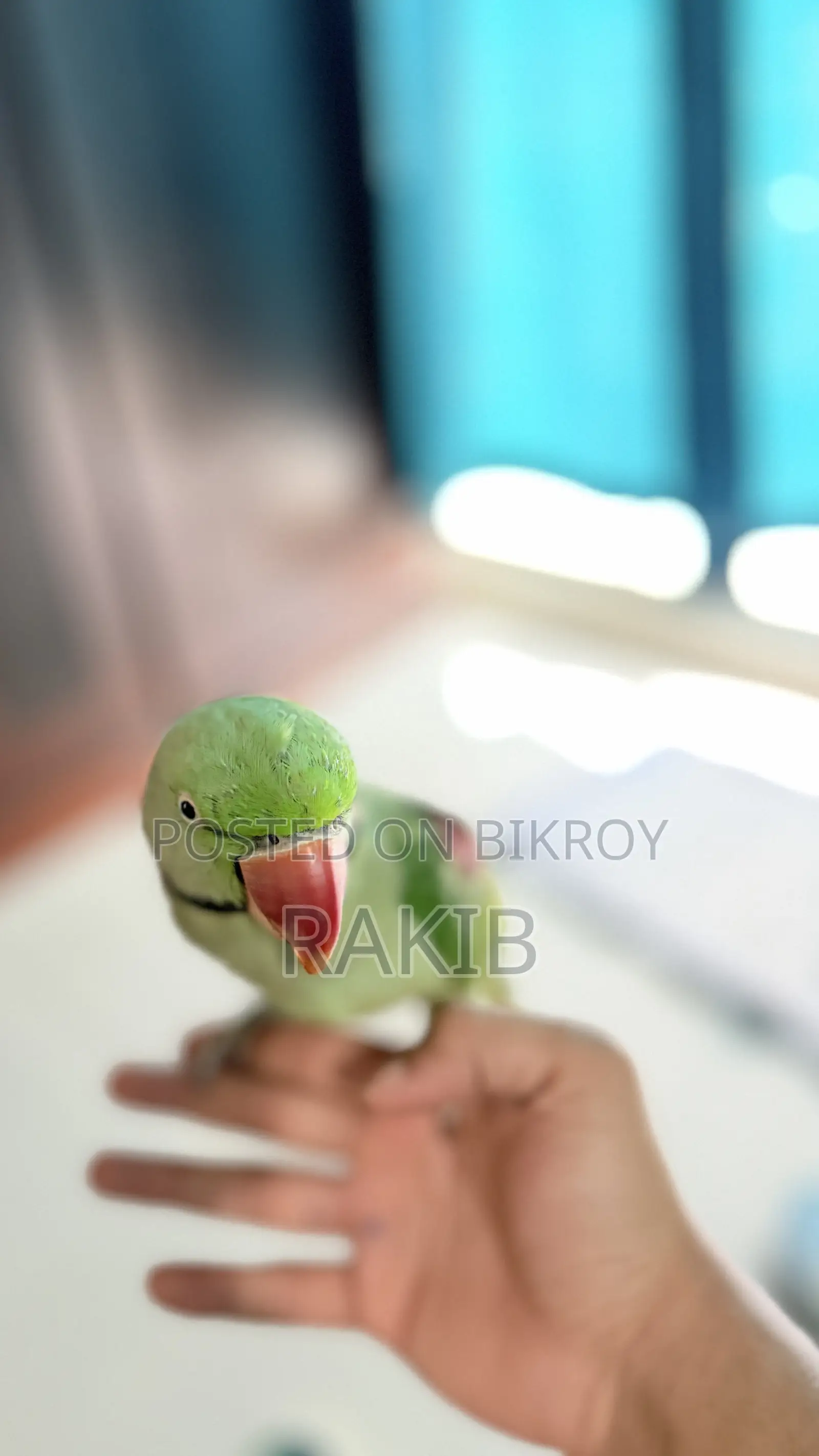 ফুল টেম বিগ সাইজ চন্দনা টিয়া