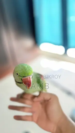 ফুল টেম বিগ সাইজ চন্দনা টিয়া