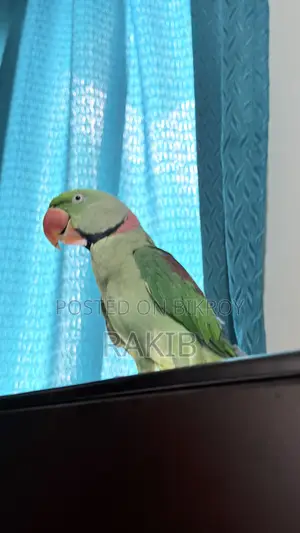 ফুল টেম বিগ সাইজ চন্দনা টিয়া