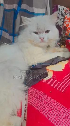 3-6 Months Male Purebred Persian