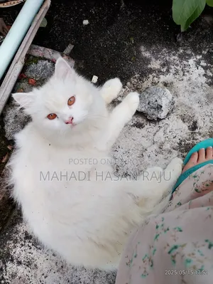 1+ Year Female Purebred Persian Cat