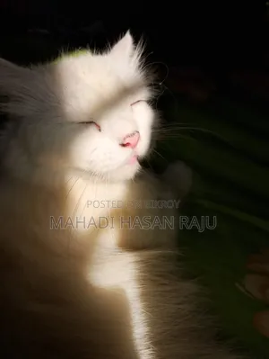 1+ Year Female Purebred Persian Cat