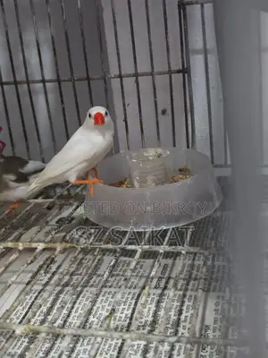 Running Breeding Finch Birds