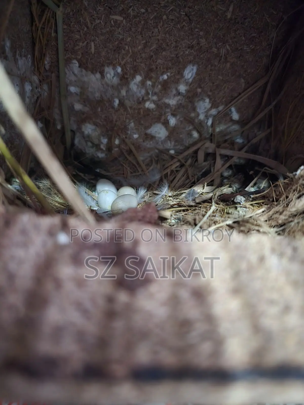 Running Breeding Finch Birds
