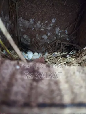 Running Breeding Finch Birds