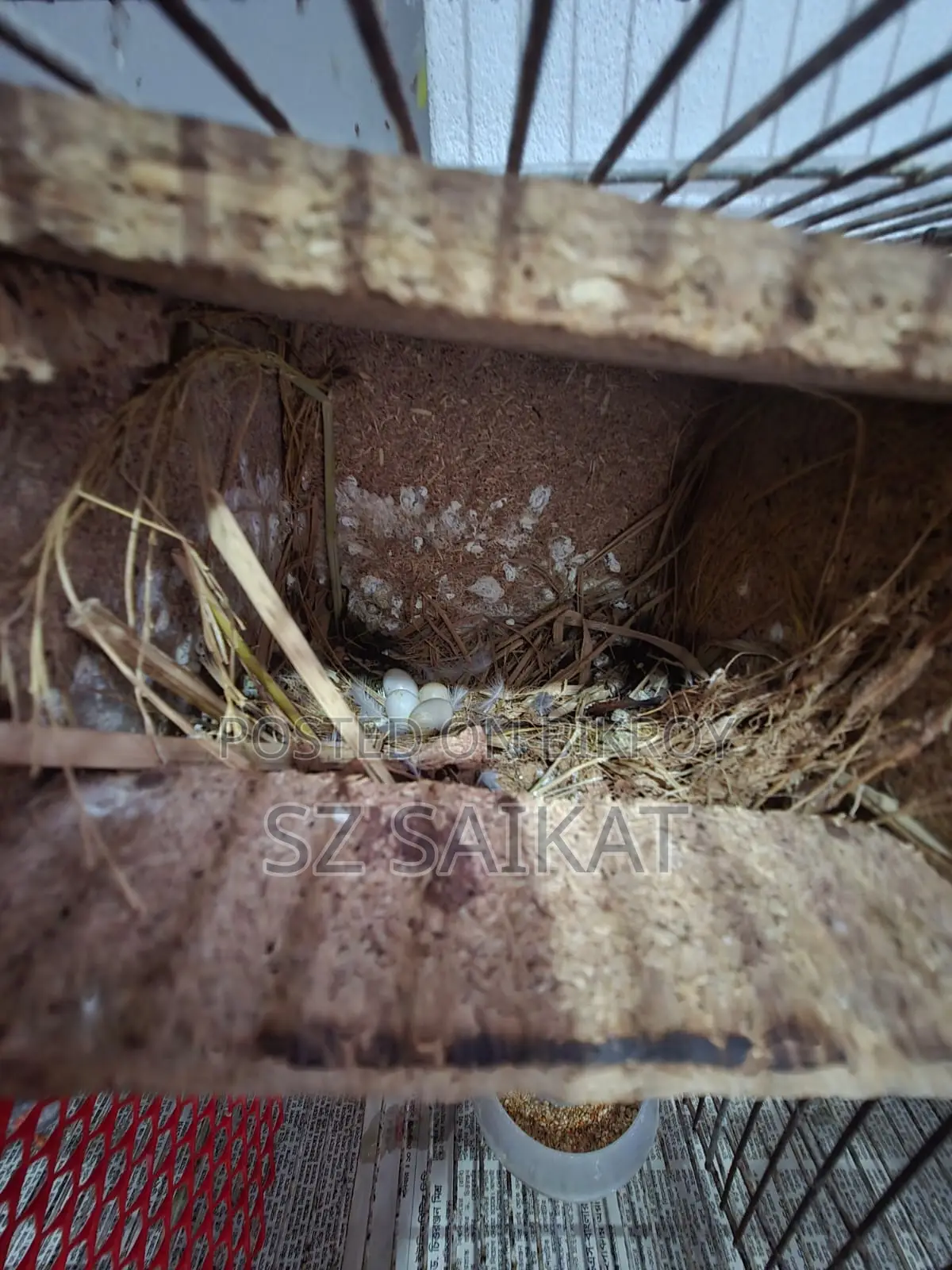 Running Breeding Finch Birds