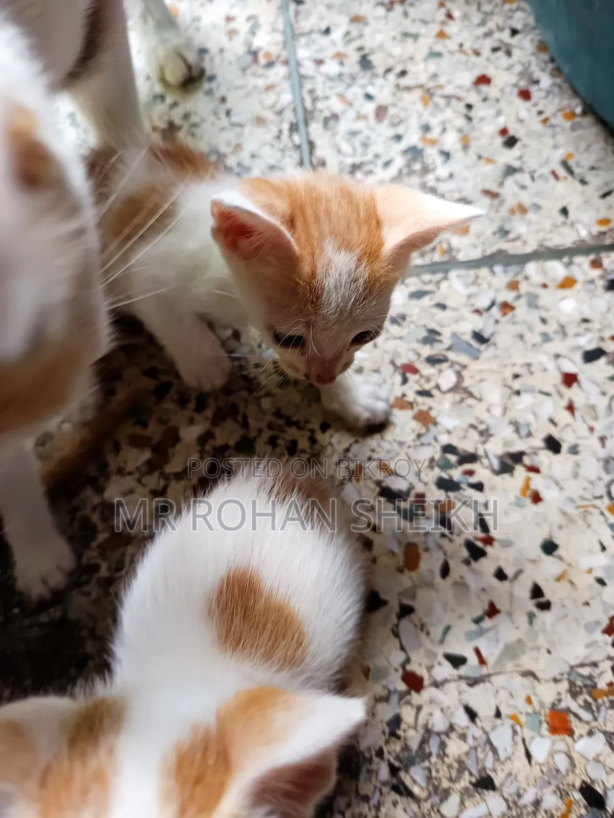 1-3 Months Male Purebred Bengal
