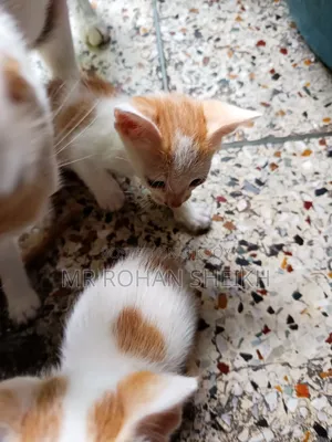 1-3 Months Male Purebred Bengal