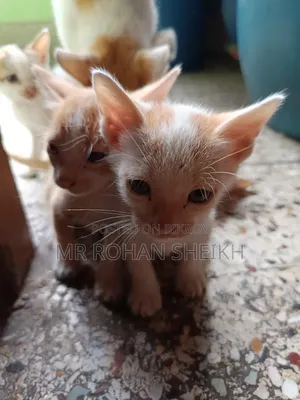 1-3 Months Male Purebred Bengal