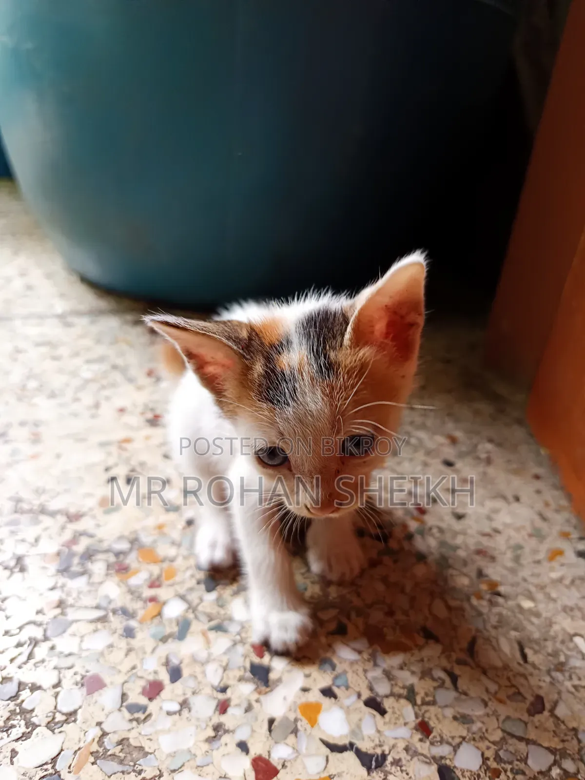 1-3 Months Male Purebred Bengal