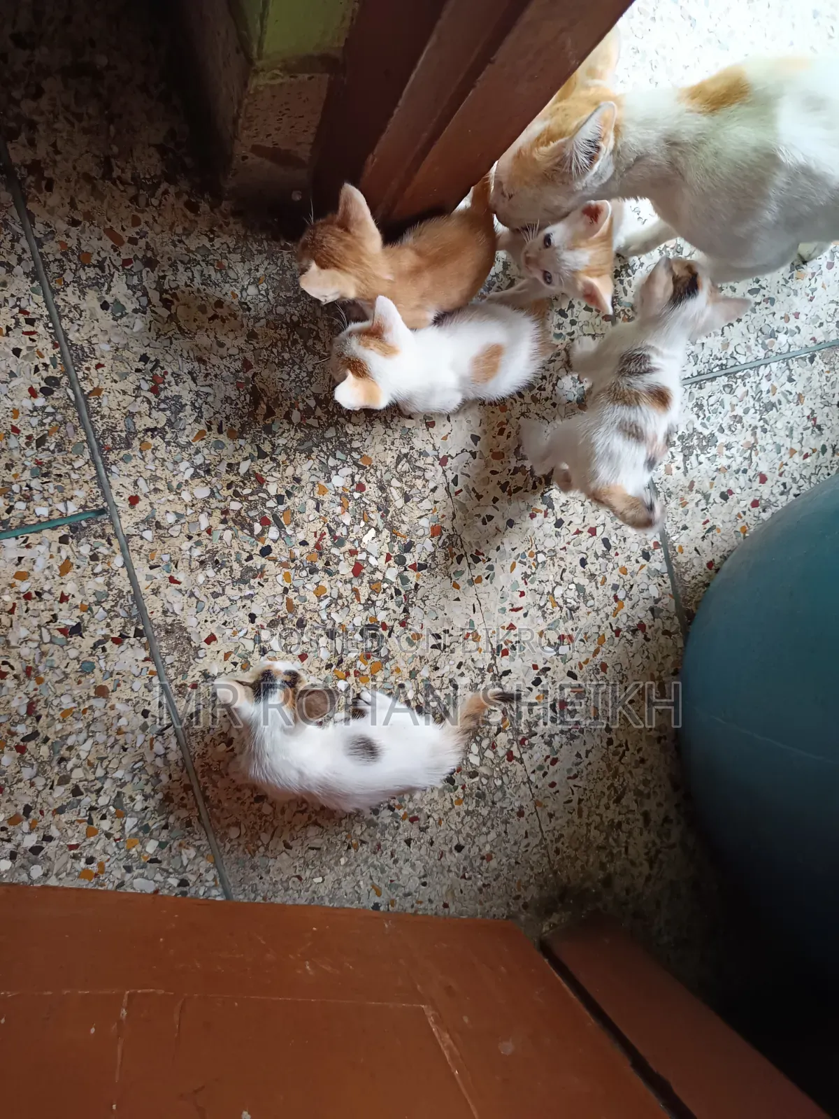 1-3 Months Male Purebred Bengal