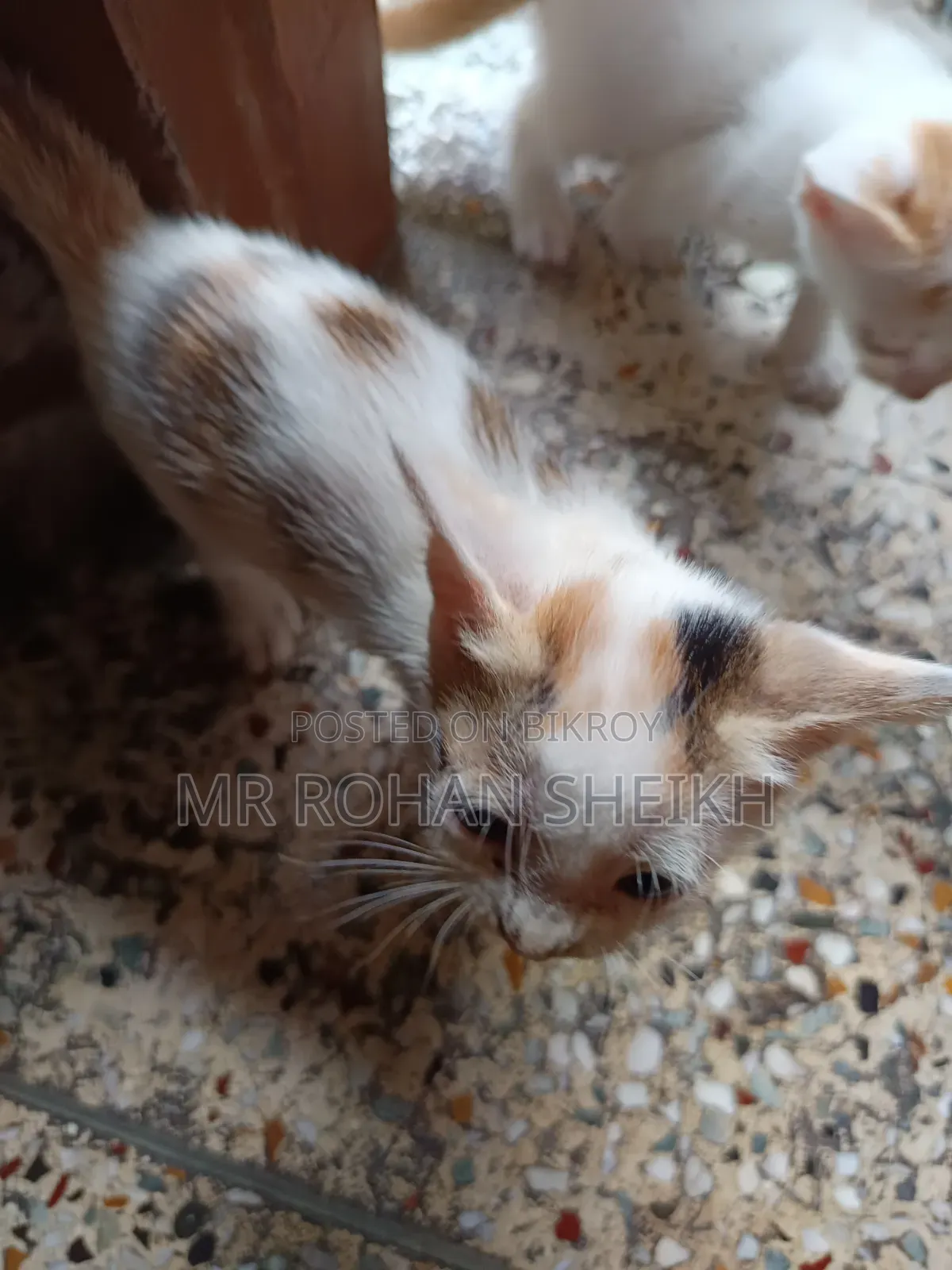 1-3 Months Male Purebred Bengal