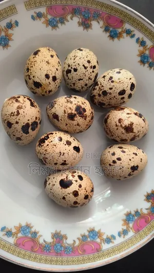 European Giant Coturnix